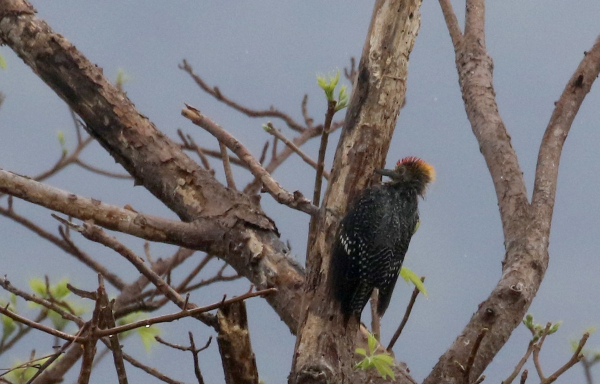 Golden-fronted Woodpecker (West Mexico) - ML177126371