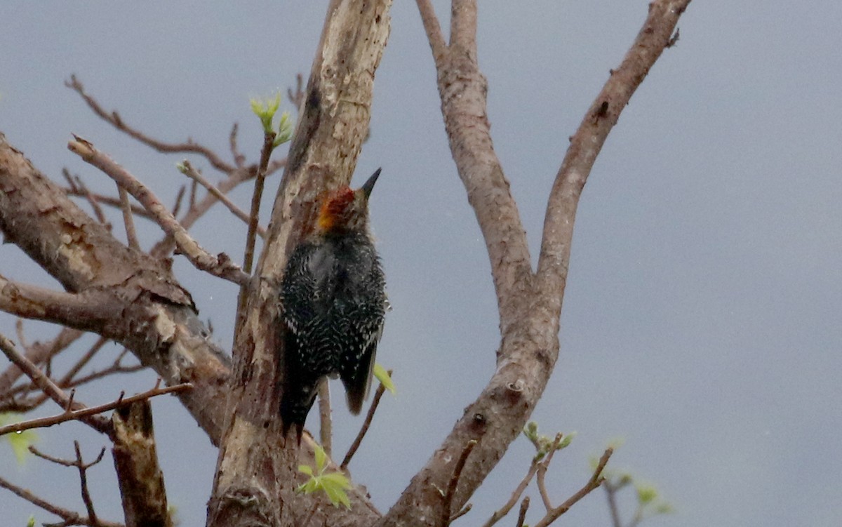 Golden-fronted Woodpecker (West Mexico) - ML177126381