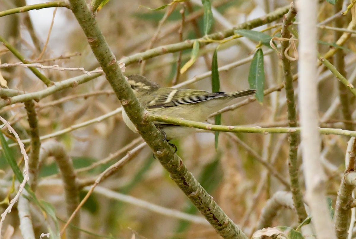 Yellow-browed Warbler - ML177126701
