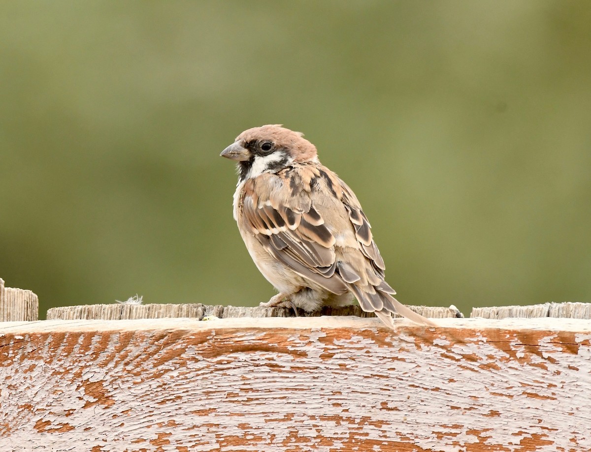 Eurasian Tree Sparrow - ML177126781