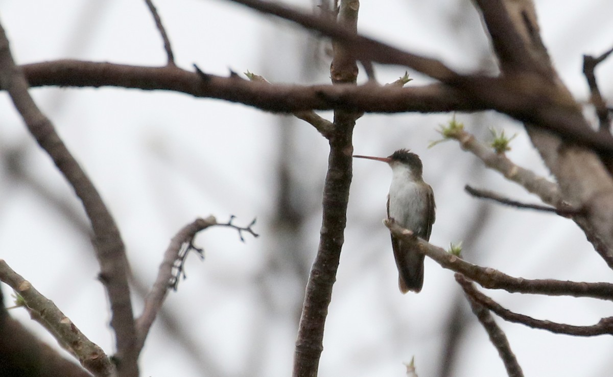 Green-fronted Hummingbird (Green-fronted) - ML177127701