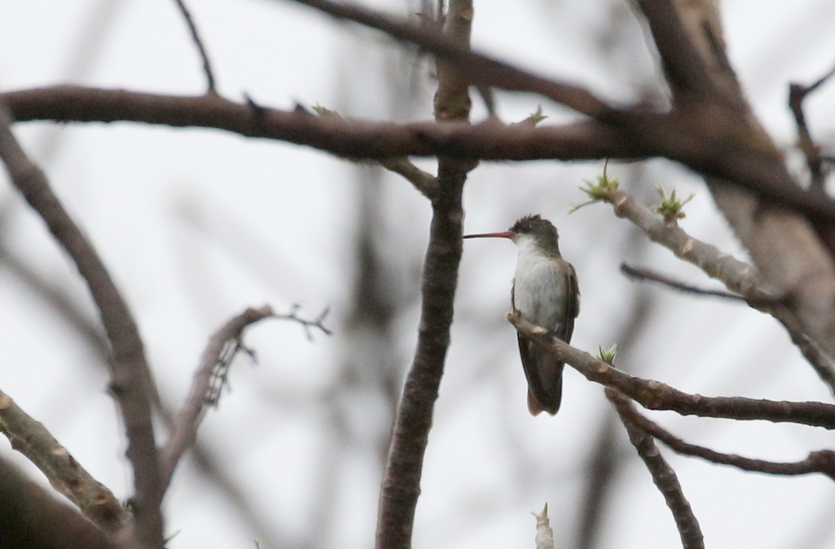 Green-fronted Hummingbird (Green-fronted) - ML177127711
