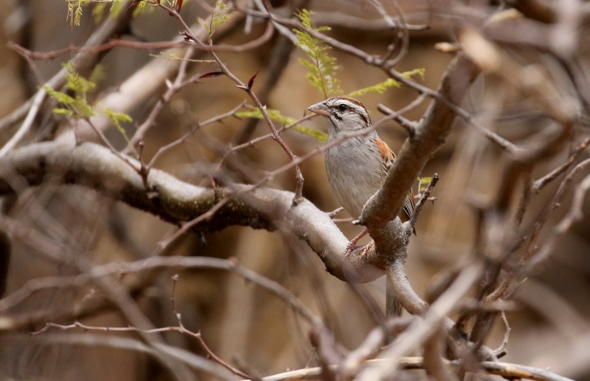 Cinnamon-tailed Sparrow - ML177128231
