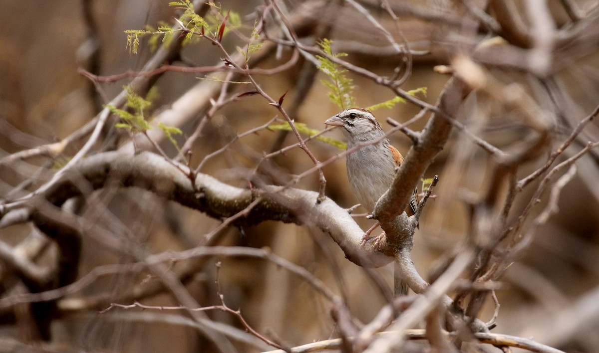 Cinnamon-tailed Sparrow - ML177128241