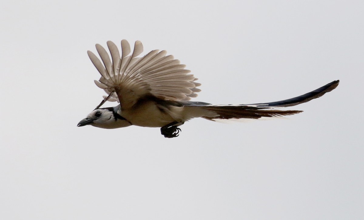 White-throated Magpie-Jay - ML177128271