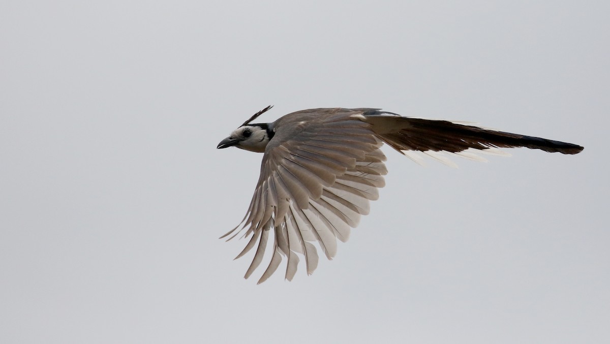 White-throated Magpie-Jay - ML177128331