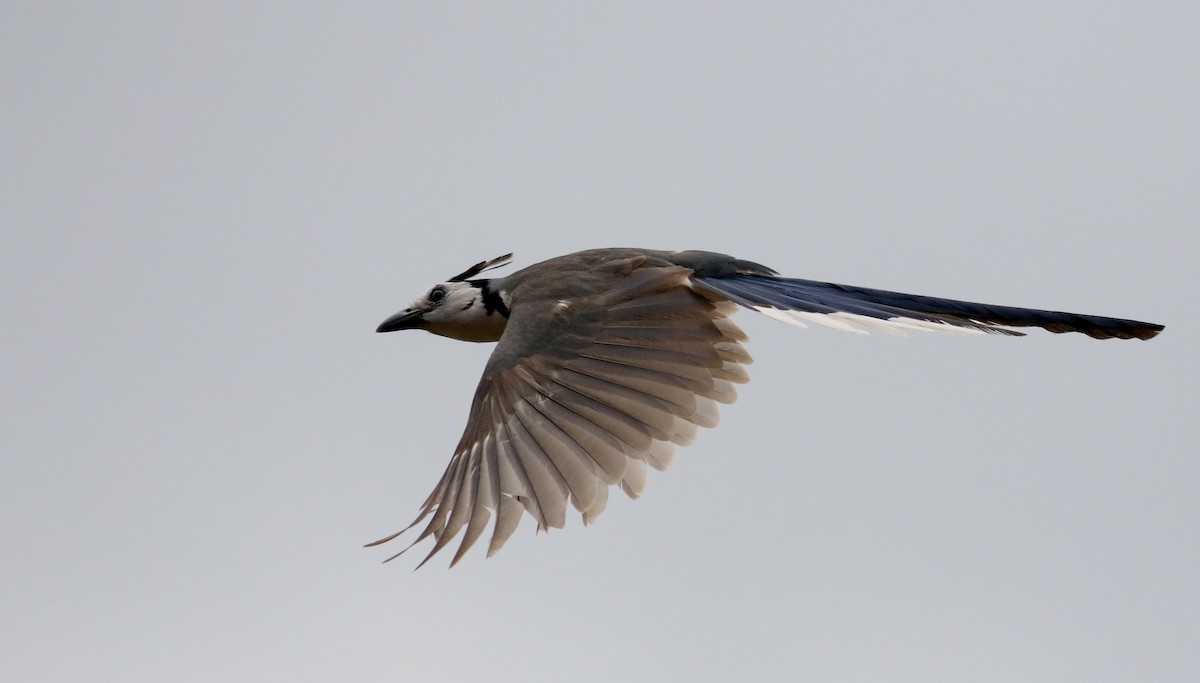 White-throated Magpie-Jay - ML177128351