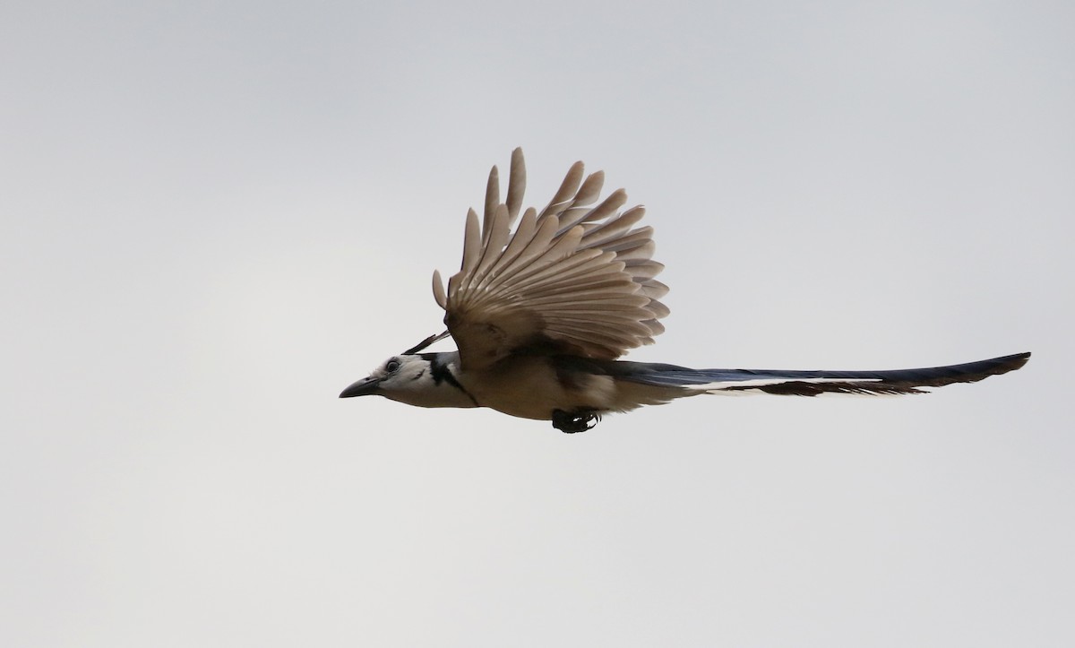 White-throated Magpie-Jay - ML177128361