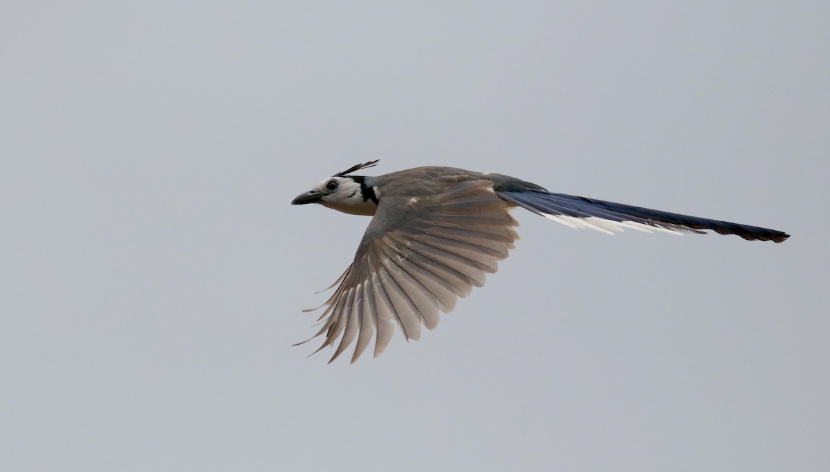 White-throated Magpie-Jay - ML177128381