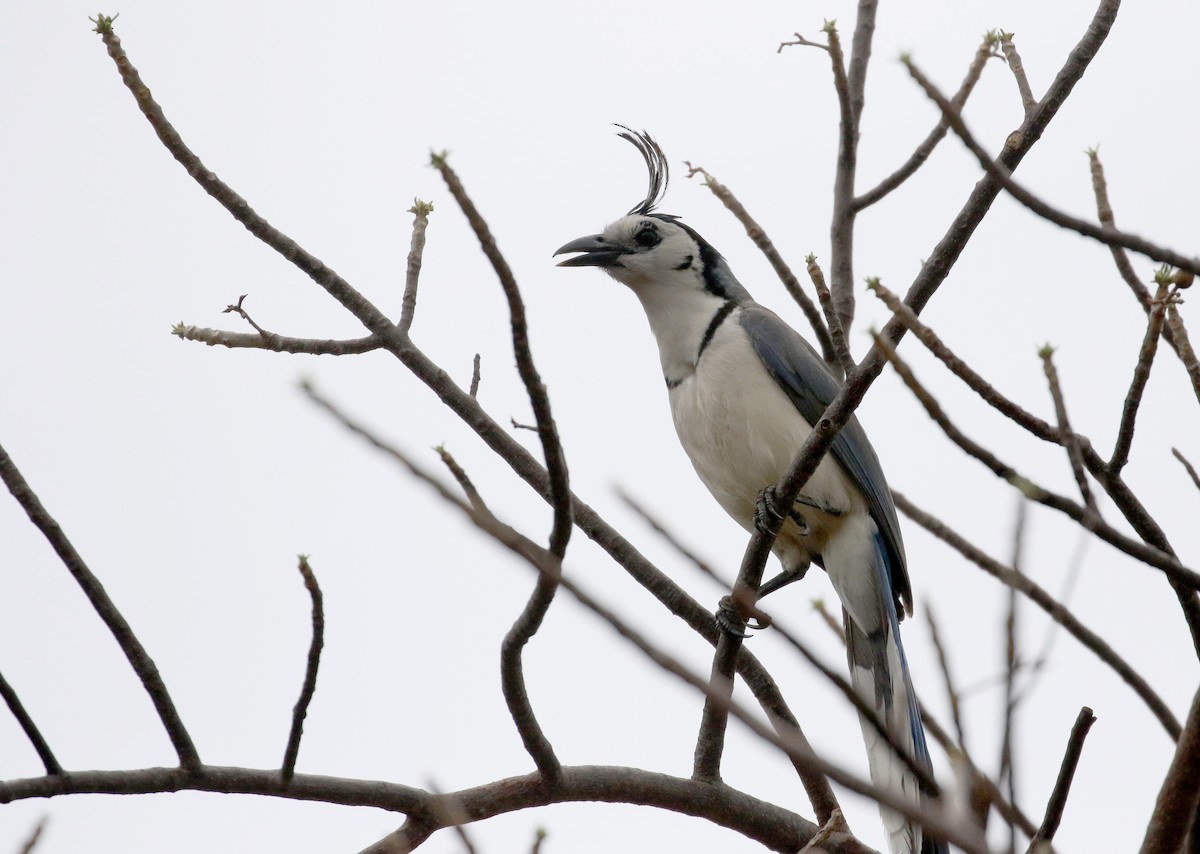 White-throated Magpie-Jay - ML177128461