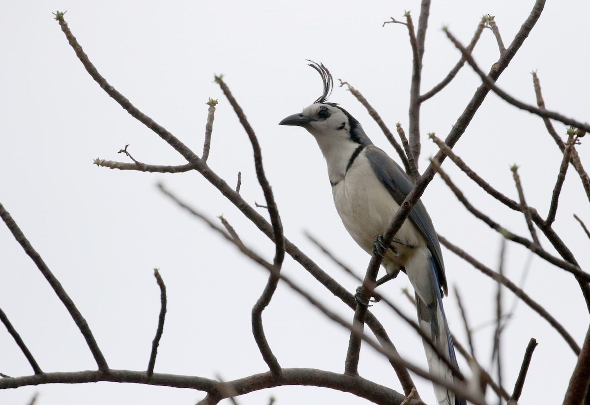 White-throated Magpie-Jay - ML177128491