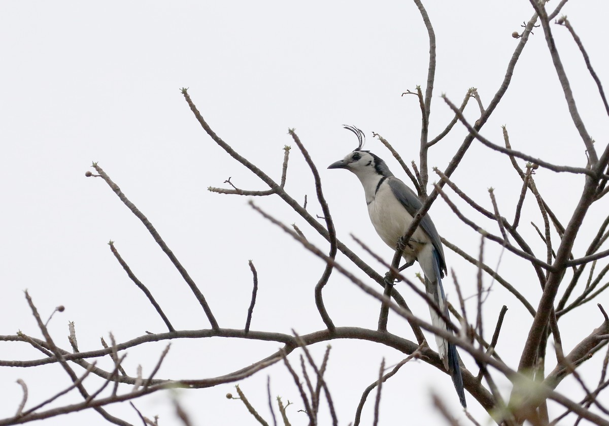 White-throated Magpie-Jay - ML177128501