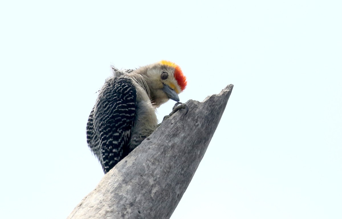 Golden-fronted Woodpecker (West Mexico) - ML177128771