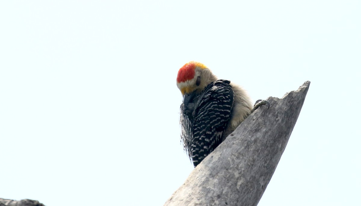 Golden-fronted Woodpecker (West Mexico) - ML177128781