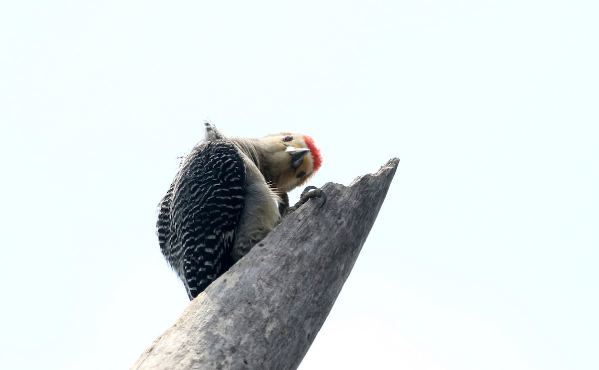 Golden-fronted Woodpecker (West Mexico) - ML177128791