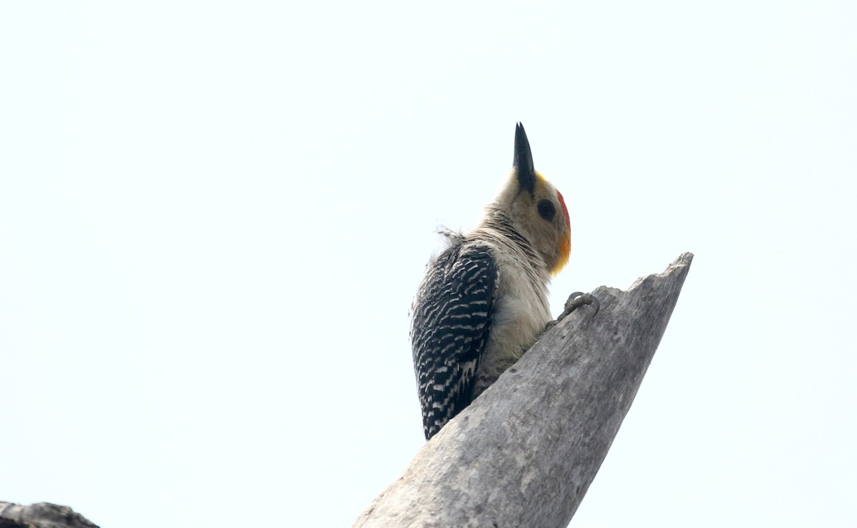 Golden-fronted Woodpecker (West Mexico) - ML177128801