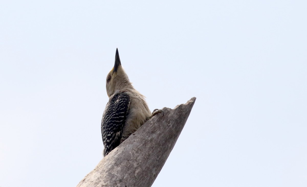 Golden-fronted Woodpecker (West Mexico) - Jay McGowan