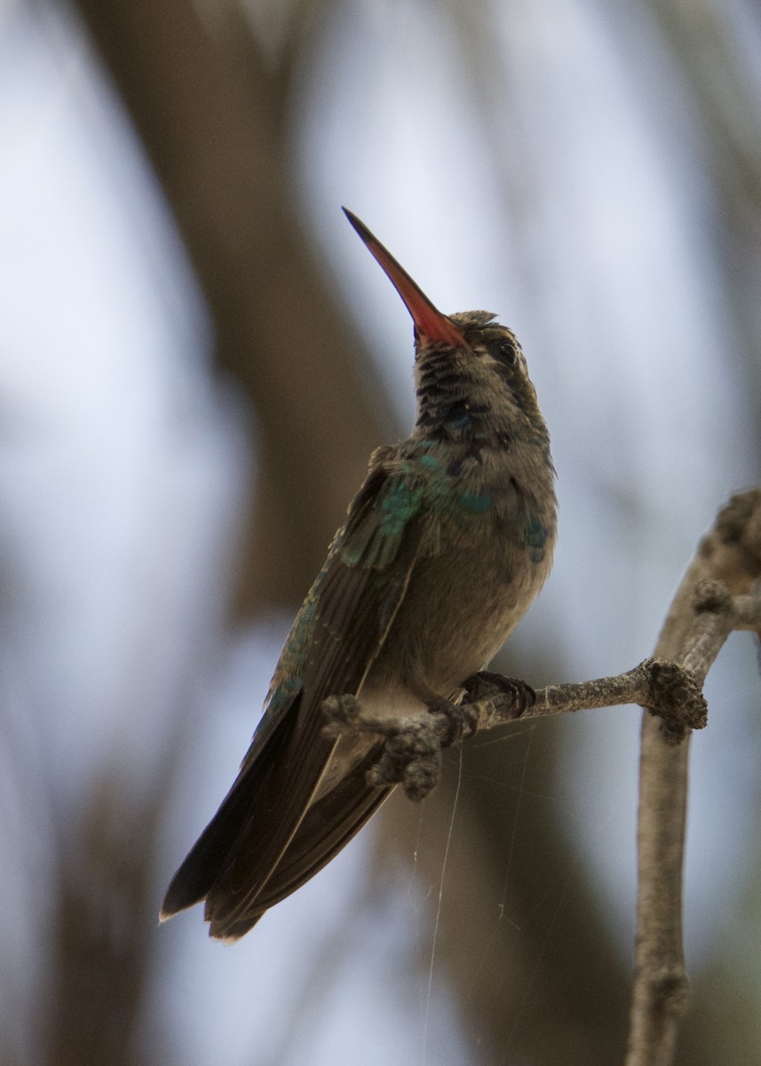 Broad-billed Hummingbird - Kanayo Rolle