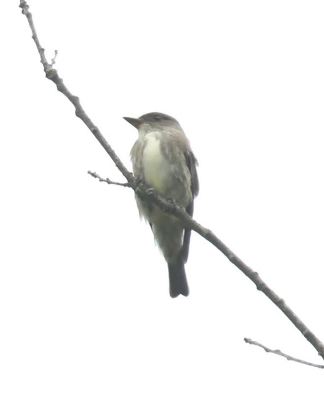 Olive-sided Flycatcher - Wendy Howes