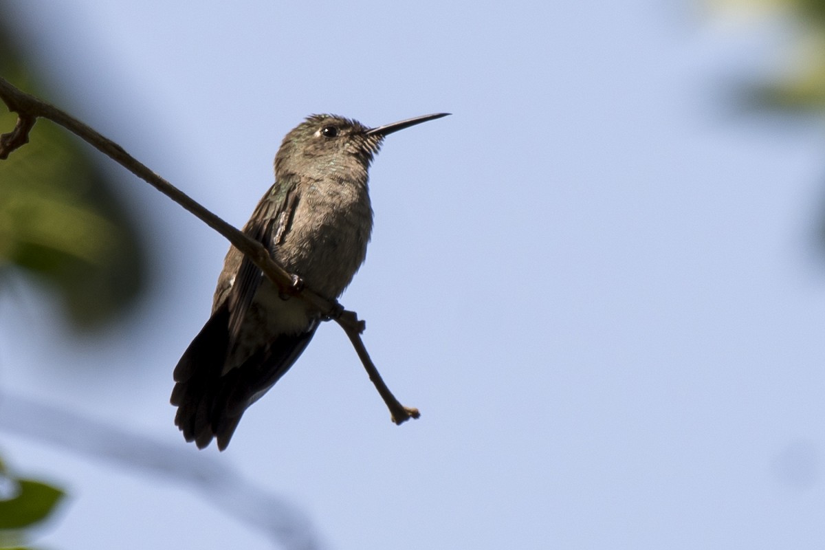 Sombre Hummingbird - ML177137331