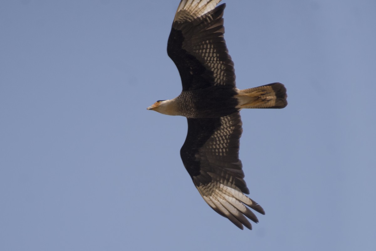 Crested Caracara (Southern) - ML177137591