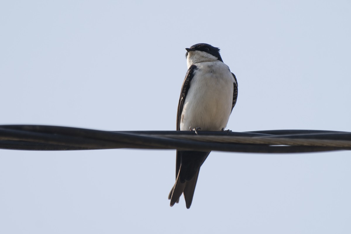 Blue-and-white Swallow - ML177137701