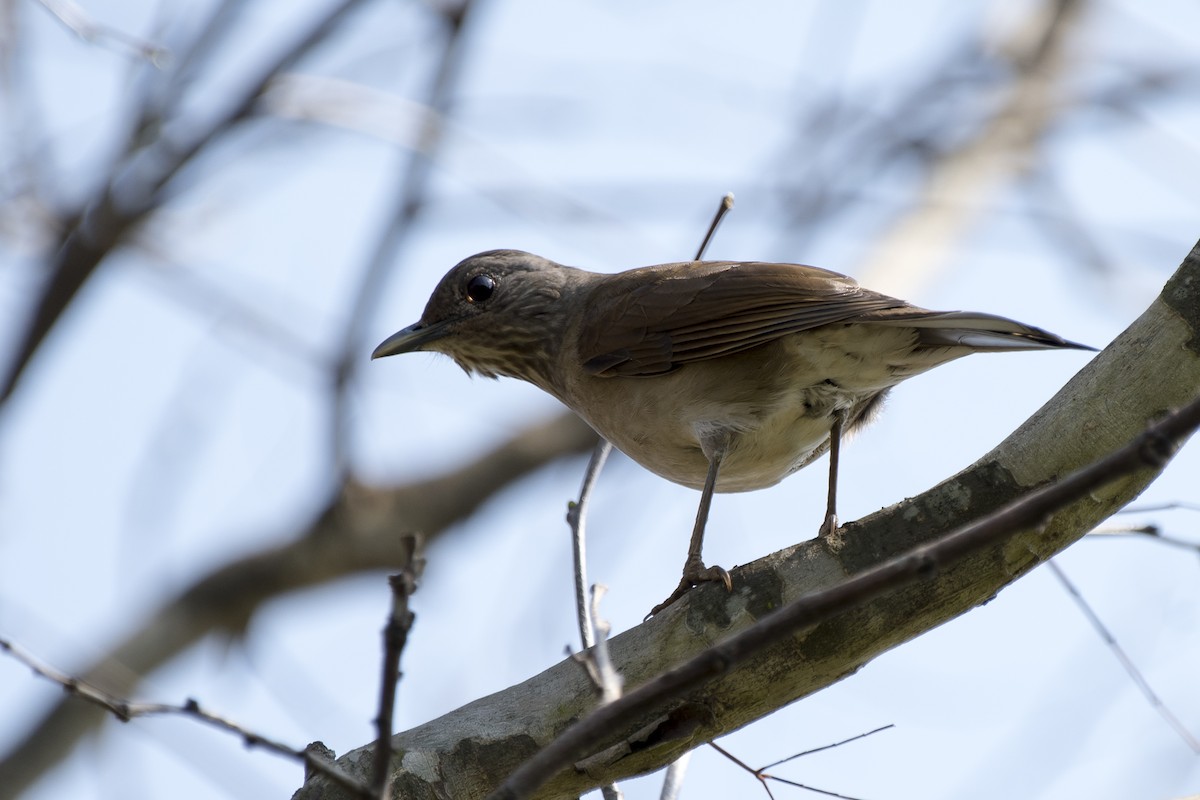 Pale-breasted Thrush - ML177137871