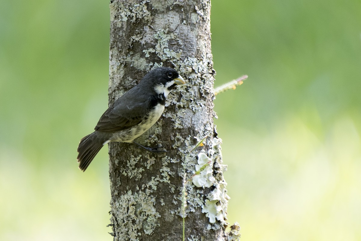 Double-collared Seedeater - ML177138621