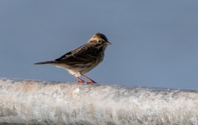 Savannah Sparrow - ML177139531