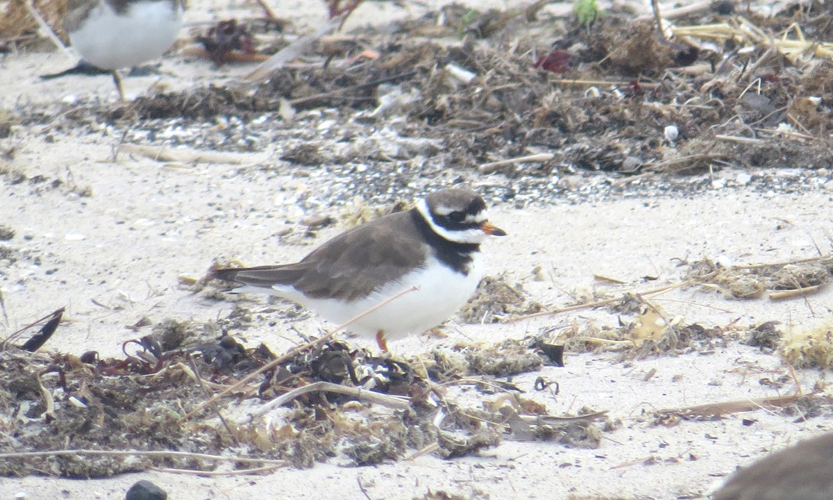 Common Ringed Plover - ML177139541