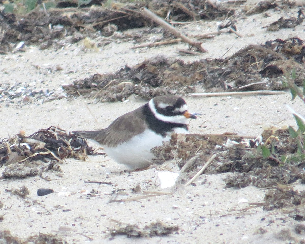 Common Ringed Plover - ML177139601
