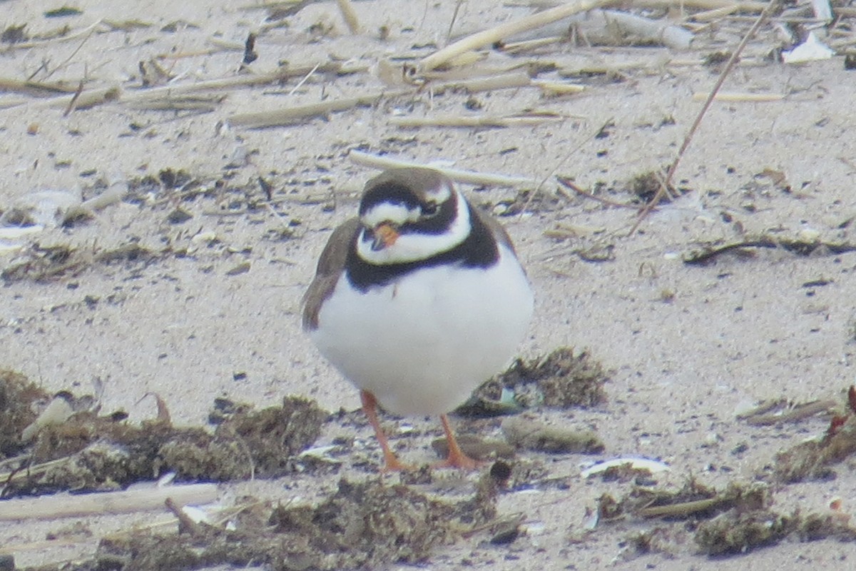 Common Ringed Plover - ML177139631