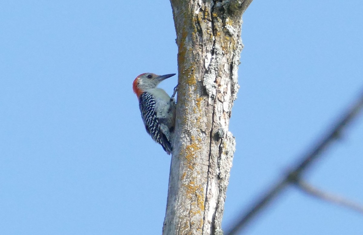 Red-bellied Woodpecker - Louis Vazquez