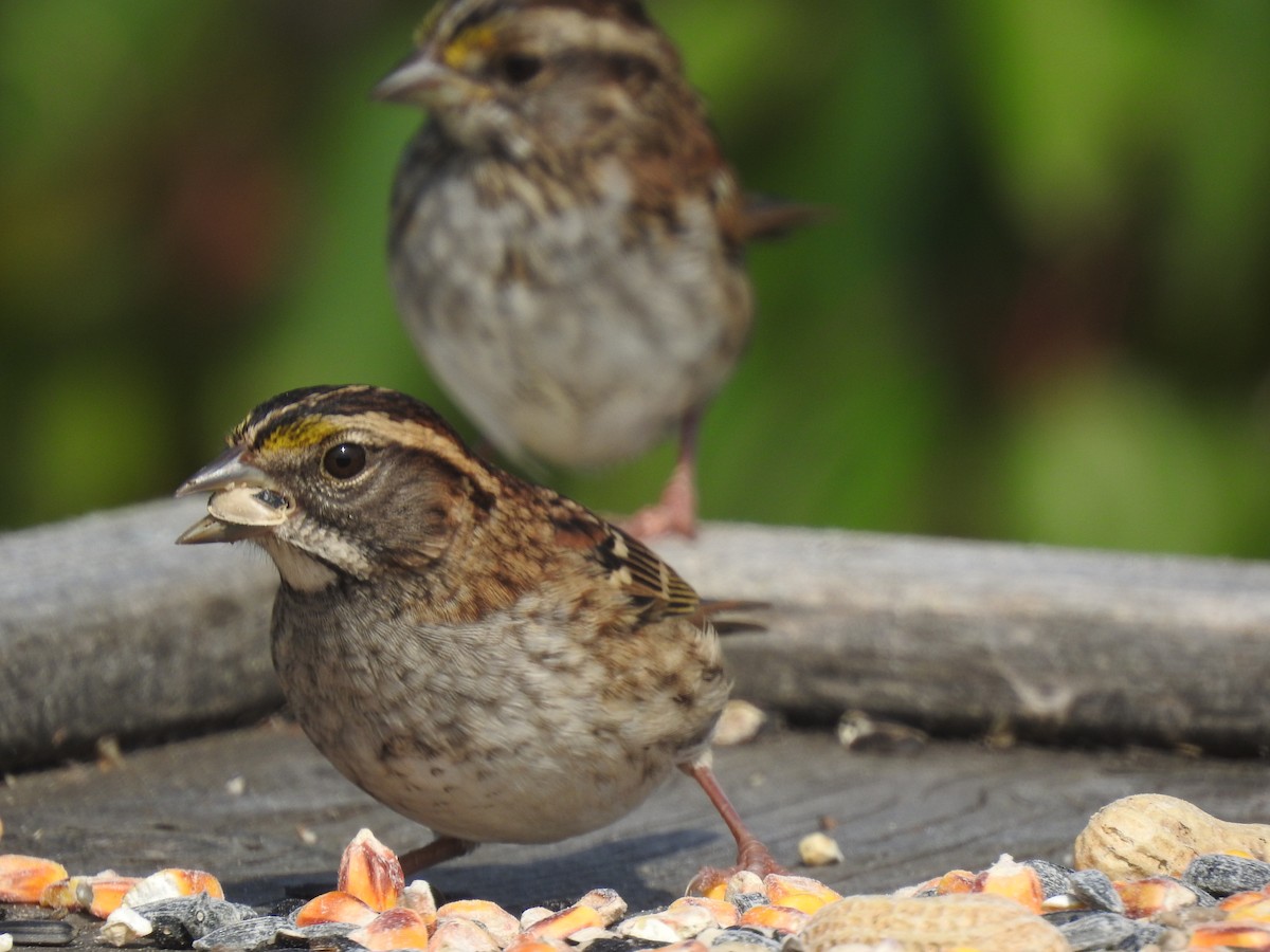 White-throated Sparrow - ML177141651