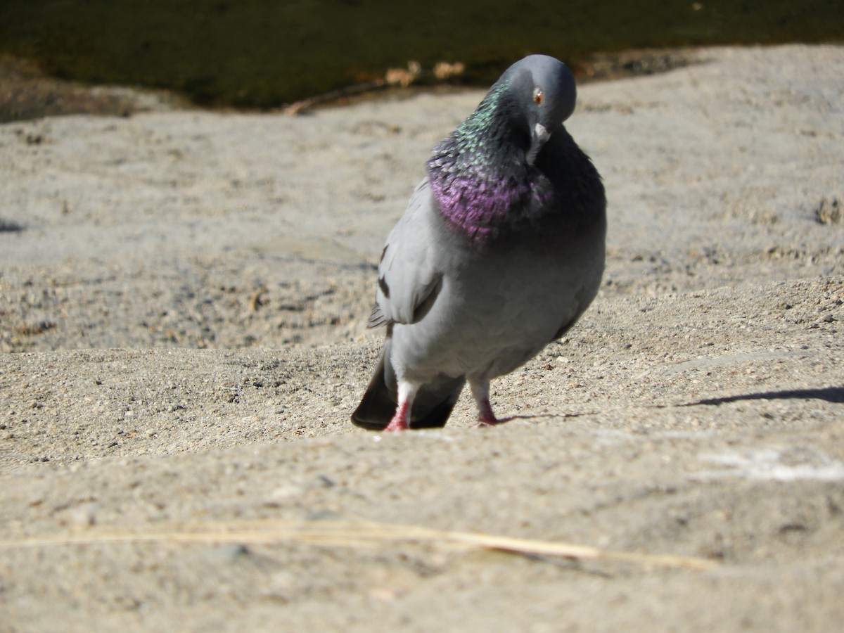 Rock Pigeon (Feral Pigeon) - ML177144901