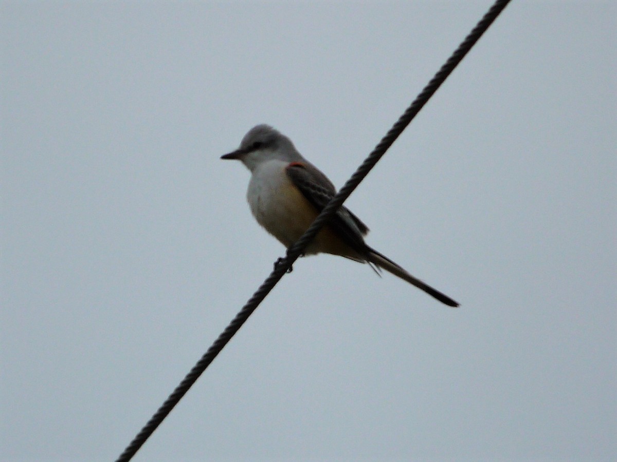 eBird Checklist - 2 Oct 2012 - Cochrane, Fauquier - 1 species