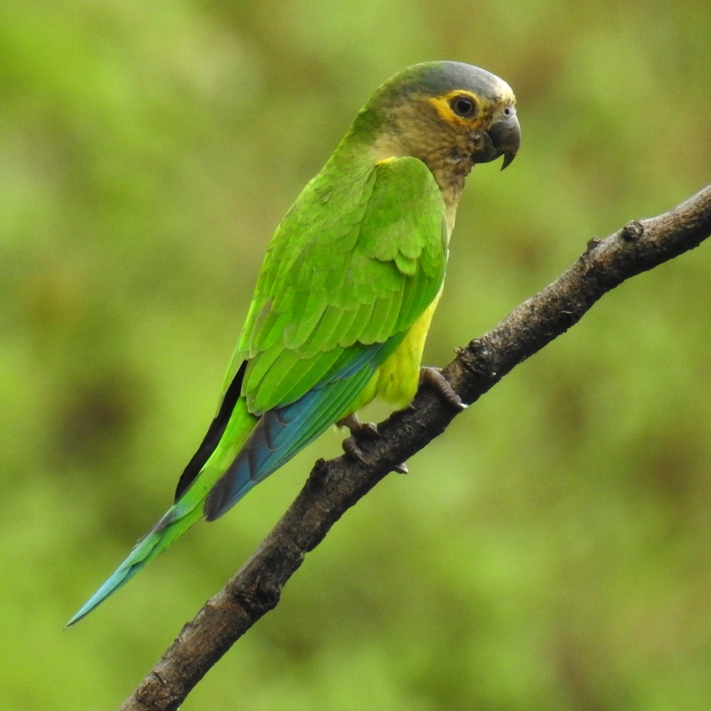 Brown-throated Parakeet - Fernando Nunes