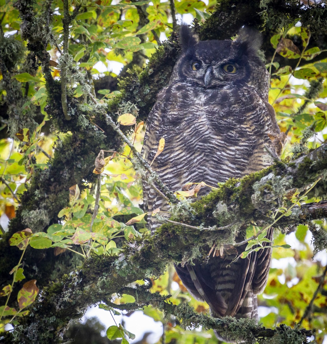Great Horned Owl - ML177149461