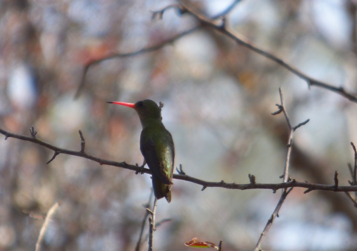 Gilded Hummingbird - Susana Baño