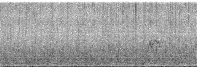 Mirlo Acuático Norteamericano - ML177150531