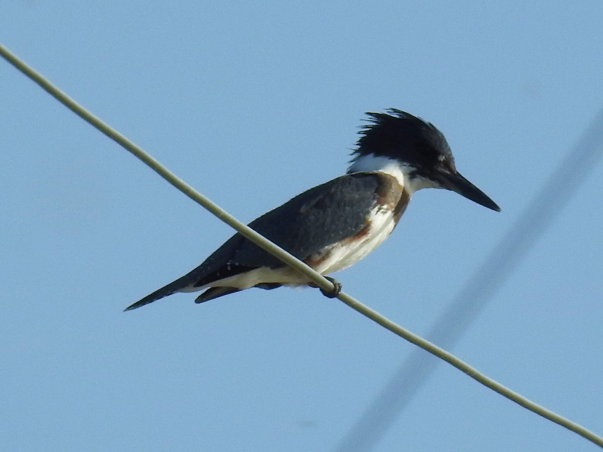 Belted Kingfisher - ML177150911