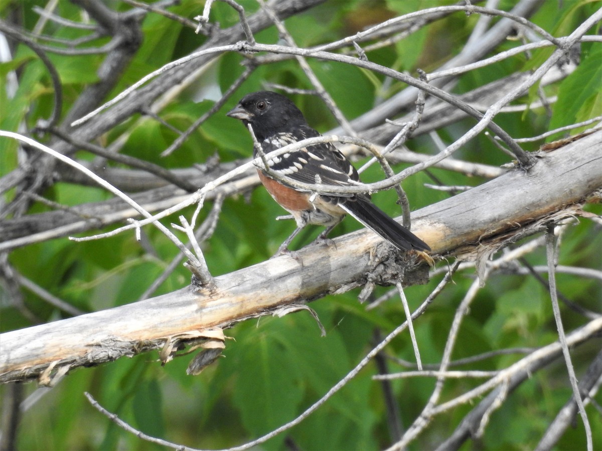 Spotted Towhee - ML177150931