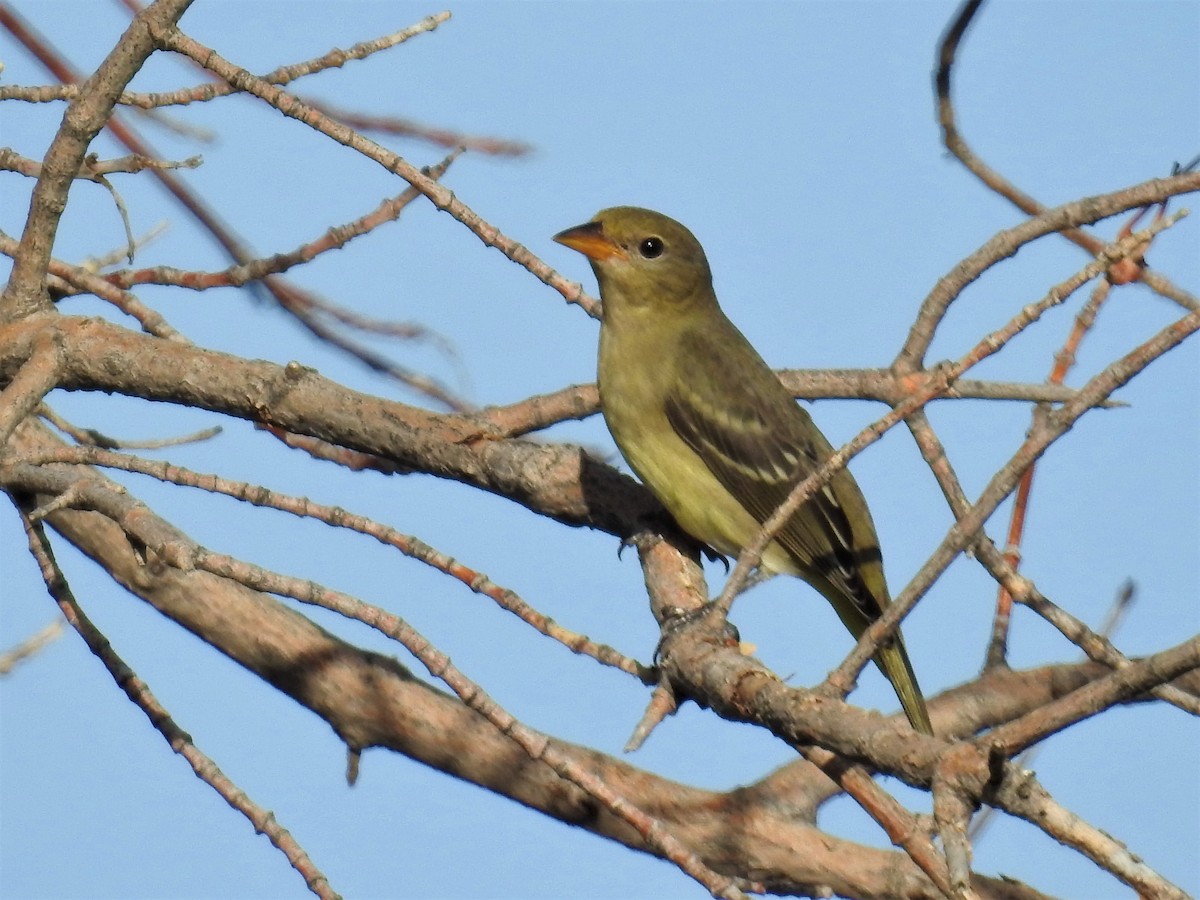 Western Tanager - ML177150971