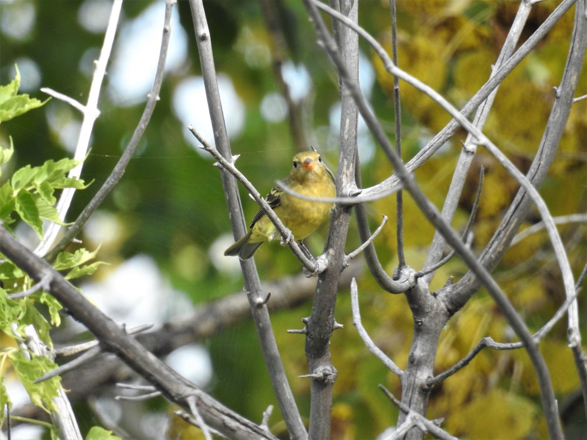 Western Tanager - ML177150991