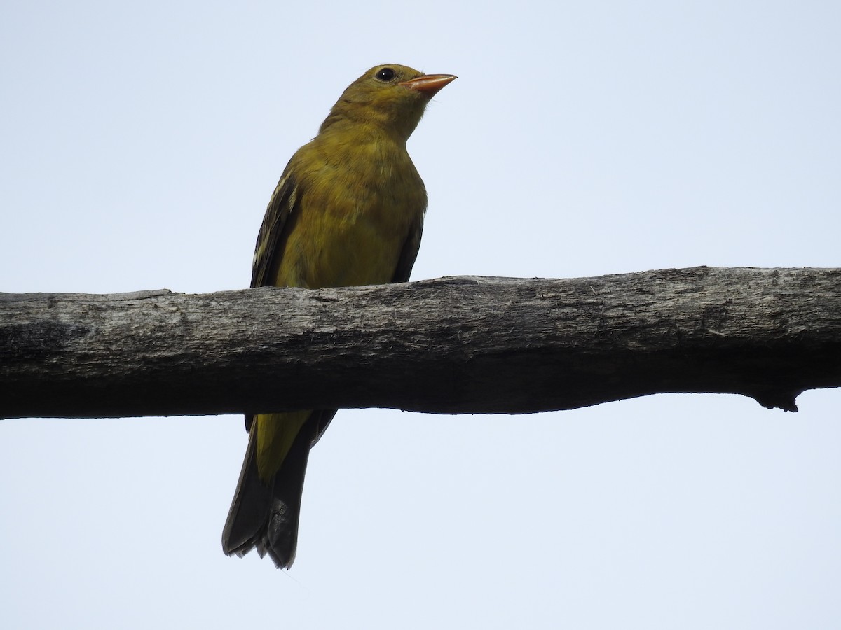 Western Tanager - ML177151011
