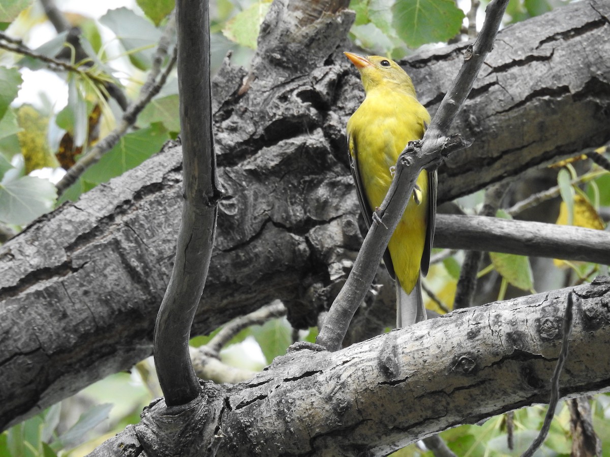Western Tanager - ML177151021