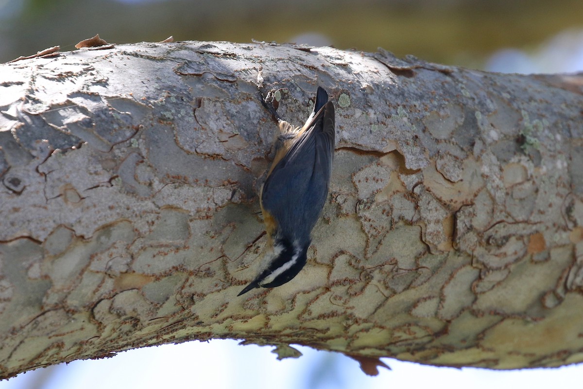 Red-breasted Nuthatch - Alison Hiers