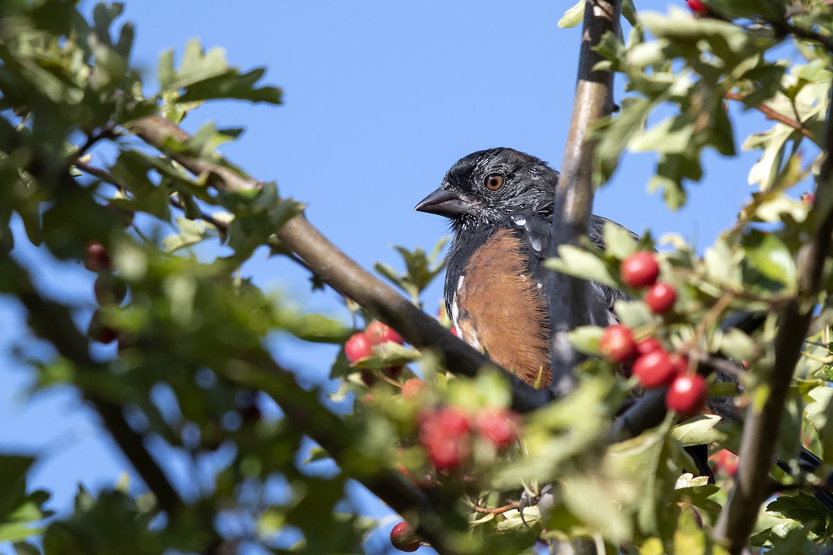 Spotted Towhee - ML177157991