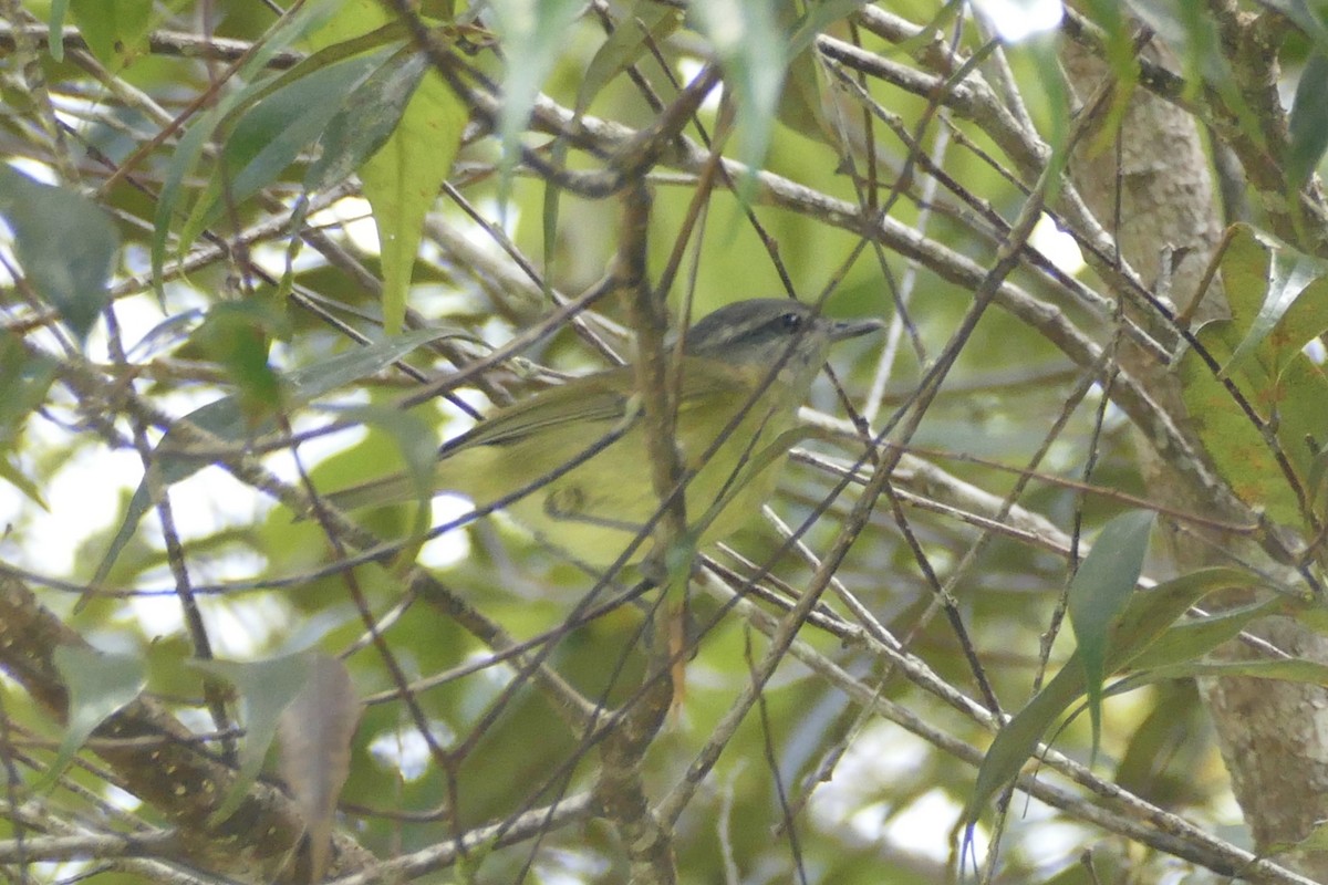 Island Leaf Warbler (Halmahera) - ML177162851