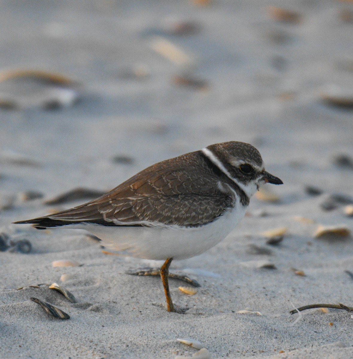 Semipalmated Plover - ML177162911